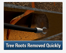 Tree Root Intrusions Galston